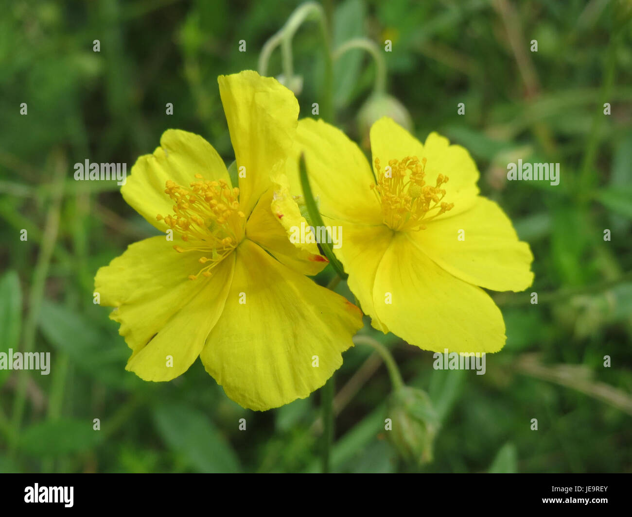Helianthemum nummularium, communément appelé rocaille, est une plante à fleurs trouvée en Europe. Il est connu pour ses fleurs jaunes ou oranges vibrantes et prospère dans les sols rocheux et bien drainés. Cette plante robuste est souvent utilisée dans les jardins pour ajouter de la couleur et de la texture, en particulier dans les zones sèches et ensoleillées. Banque D'Images