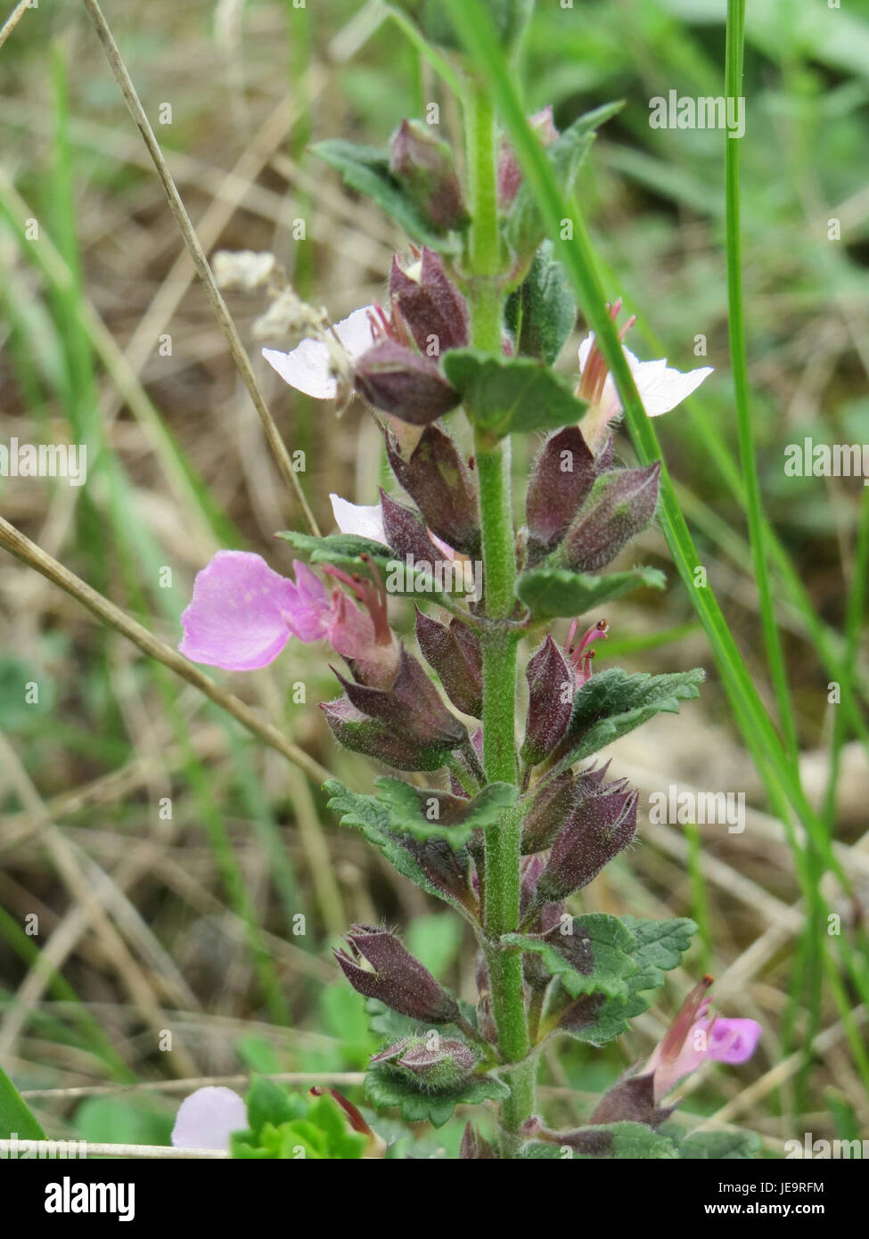Teucrium chamaedrys, communément appelé Wall Germander, est une plante herbacée robuste de la famille de la menthe. Originaire d'Europe, il est apprécié pour ses propriétés médicinales et utilisé dans les remèdes traditionnels à base de plantes. La plante présente des feuilles aromatiques et de petites fleurs violettes. Banque D'Images