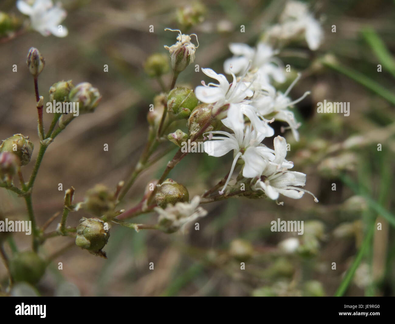 'Gypsophila fastigiata' est une espèce végétale du genre Gypsophila, caractérisée par ses fleurs délicates. On le trouve souvent dans des sols rocheux ou bien drainés. Banque D'Images