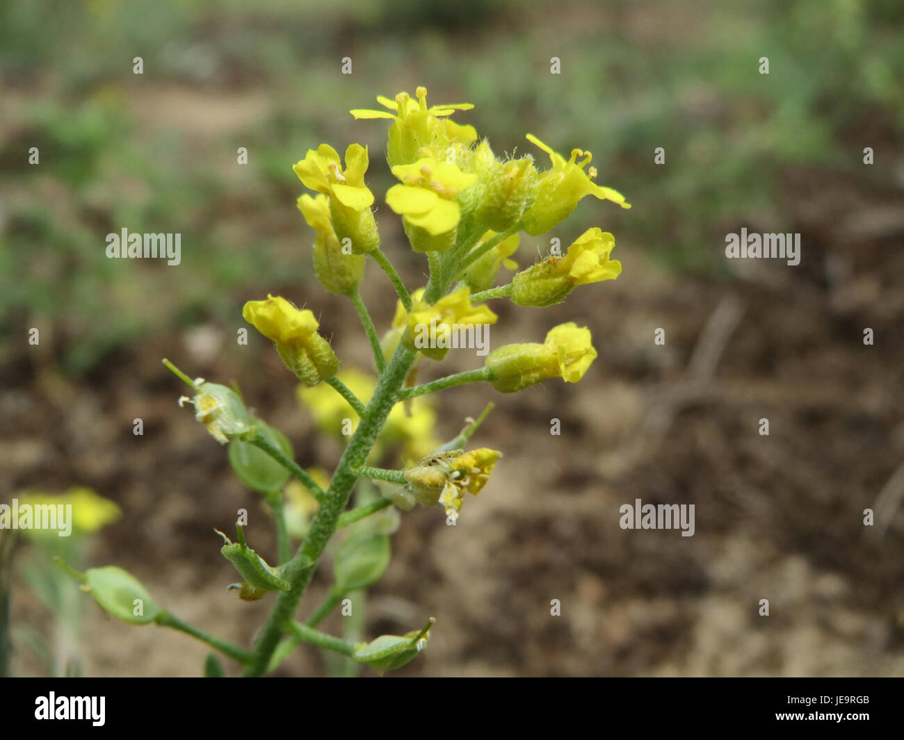 Alyssum montanum, ou alyssum de montagne, est une plante à fleurs originaire d'Europe. Il est connu pour ses fleurs jaunes et sa capacité à pousser dans des environnements rocheux et montagneux, couramment trouvés dans les régions alpines. Banque D'Images