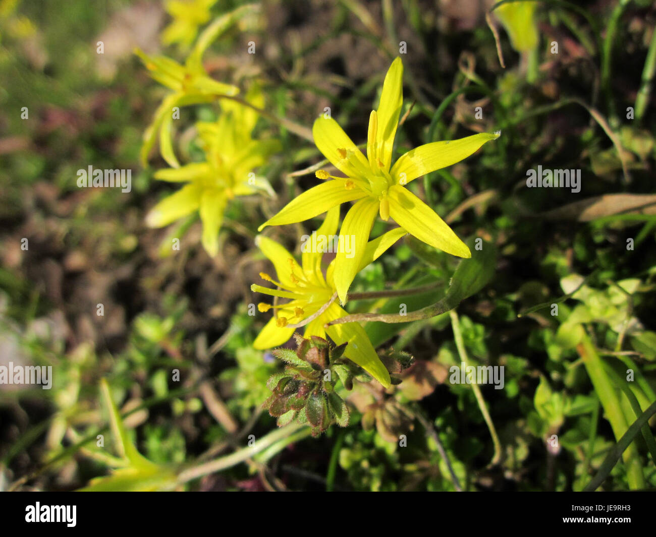 Gartenschaupark à Hockenheim, en Allemagne, est un parc public connu pour ses expositions botaniques variées. Le parc comprend diverses espèces végétales, des sentiers pédestres et des aires de loisirs pour le plaisir des visiteurs. Banque D'Images