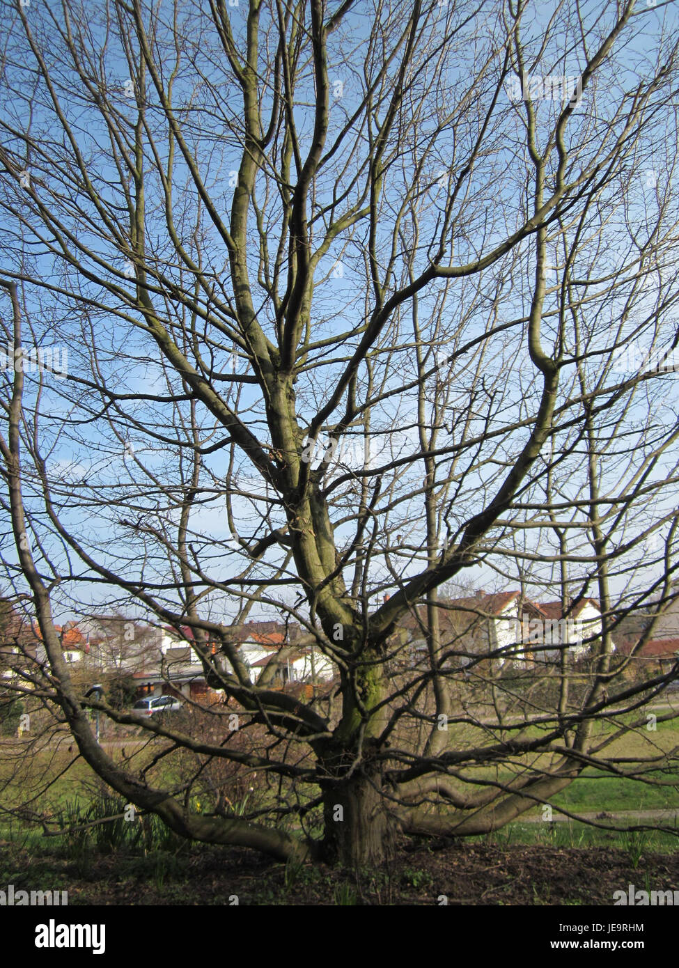 La photographie du 22 mars 2013 montre l'arbre Hainbuche (cornbeam) à Hockenheim, mettant en évidence les caractéristiques distinctives de l'arbre, y compris ses feuilles et son écorce, dans le paysage local. Banque D'Images
