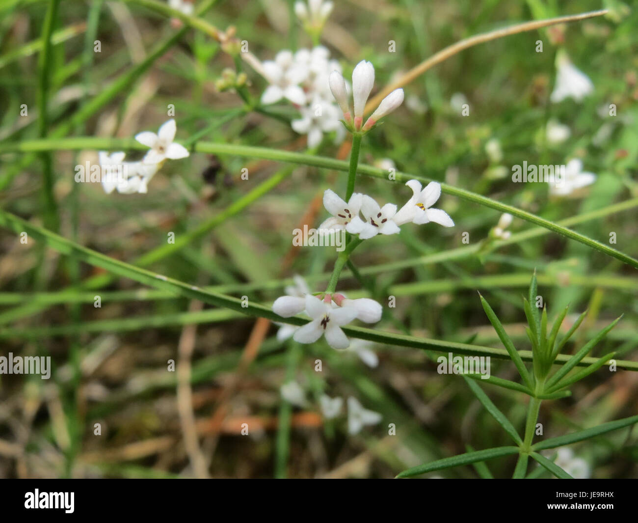 Une référence botanique pour Asperula cynanchica, une espèce végétale de la famille des Rubiaceae, connue pour ses propriétés médicinales et écologiques. Banque D'Images