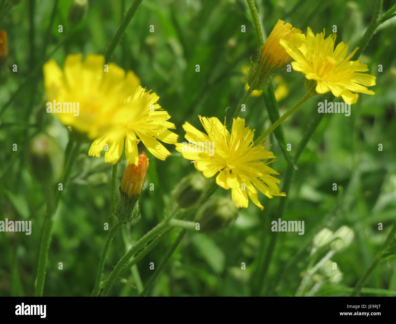 Crepis biennis, communément appelé hawkbit brut, est une plante vivace trouvée en Europe. Il est connu pour ses fleurs jaunes et son adaptabilité aux habitats perturbés. Banque D'Images
