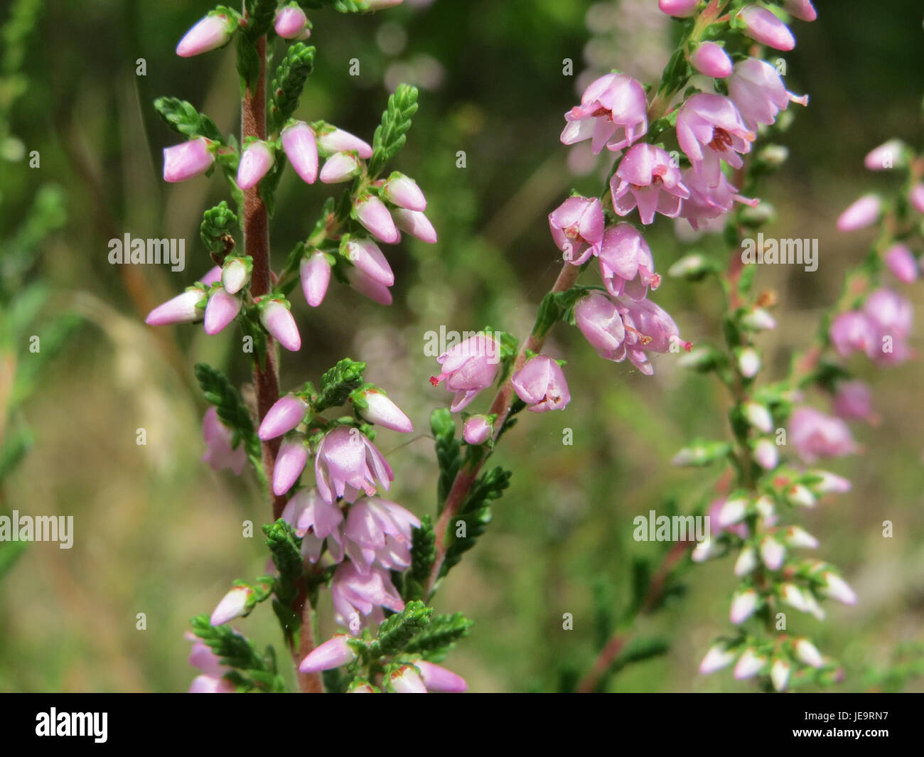 Calluna vulgaris, communément appelé bruyère, est une plante à fleurs originaire d'Europe et d'Asie, reconnue pour ses fleurs violettes et sa nature robuste sous divers climats. Banque D'Images