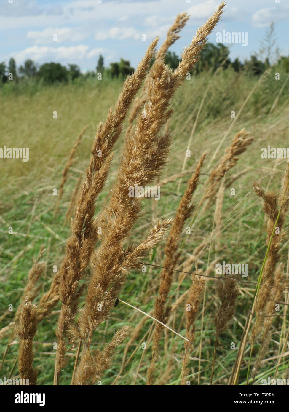 Une photographie de Calamagrostis epigejos, communément appelé herbe de prairie allongée, capturée dans la nature pendant sa période de floraison en août 2014. Banque D'Images