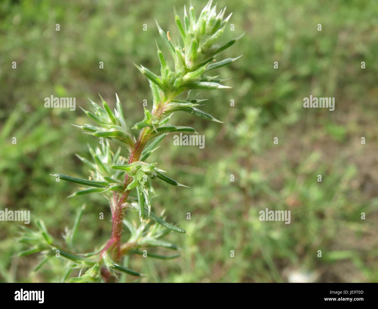 Kali tragus est une espèce de plante de la famille des Amaranthaceae, connue pour sa robustesse et son adaptabilité à divers environnements. On le trouve couramment dans les régions arides et semi-arides, prospérant dans les sols secs et rocheux avec des besoins en eau minimes. Banque D'Images