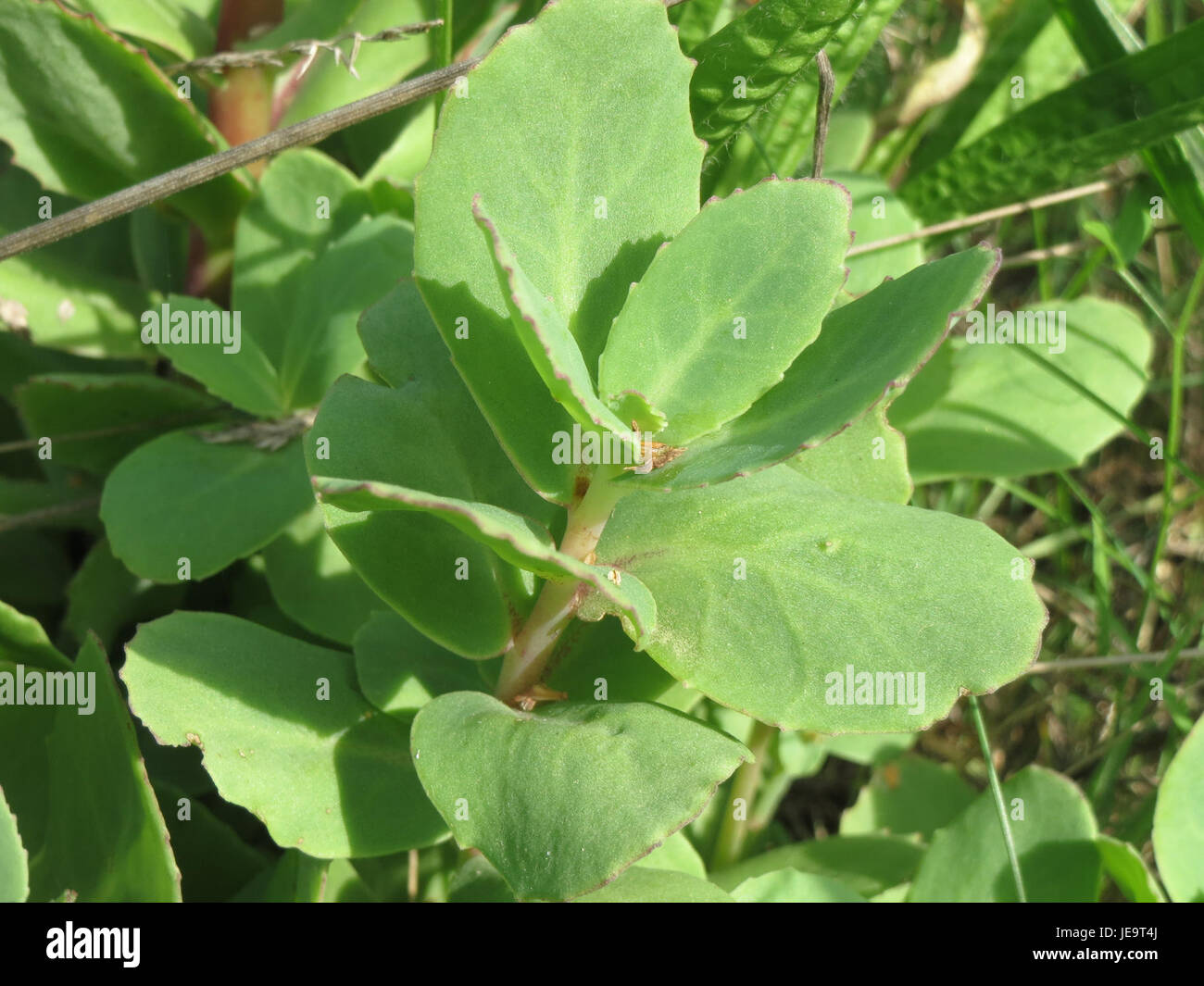 Cette image montre Hylotelephium telephium, communément appelé « orpine », une espèce de plante succulente souvent utilisée dans les jardins pour ses propriétés décoratives et tolérantes à la sécheresse. Banque D'Images