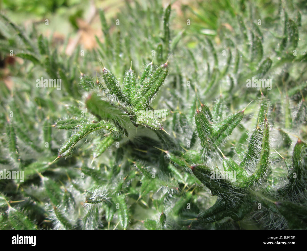 Le chardon, ou Distel, trouvé à Saarbrücken, est une plante robuste connue pour ses feuilles épineuses et ses fleurs violettes vibrantes. Les chardons se trouvent souvent dans les champs secs et ouverts et sont remarquables pour leur résilience et leur nature dure. Banque D'Images