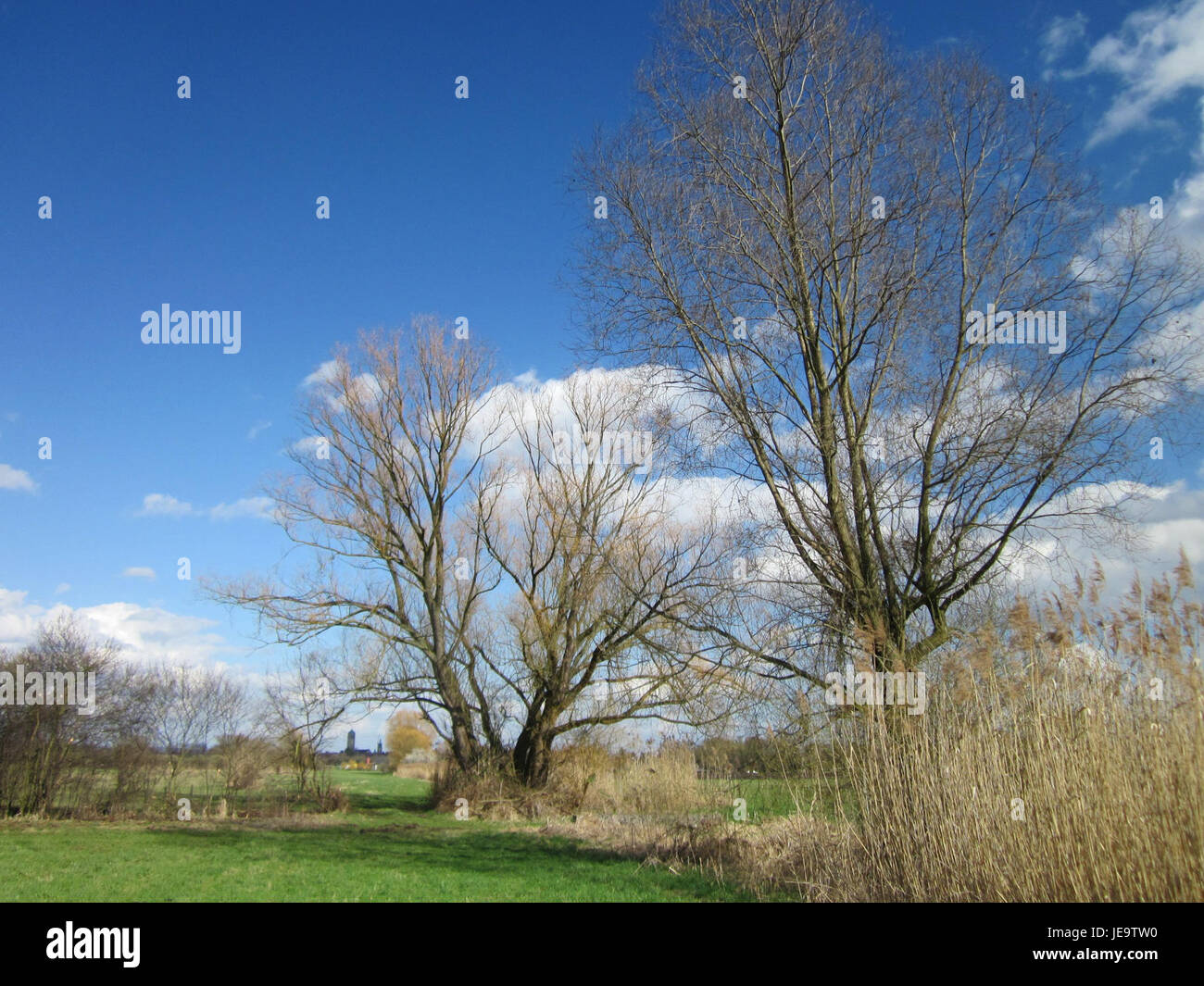 Silberweide (Salix alba), ou saule blanc, est une espèce de saule originaire d'Europe, que l'on trouve couramment dans les zones humides. Ce spécimen particulier a été documenté à Hockenheim, en Allemagne, en 2013. Banque D'Images