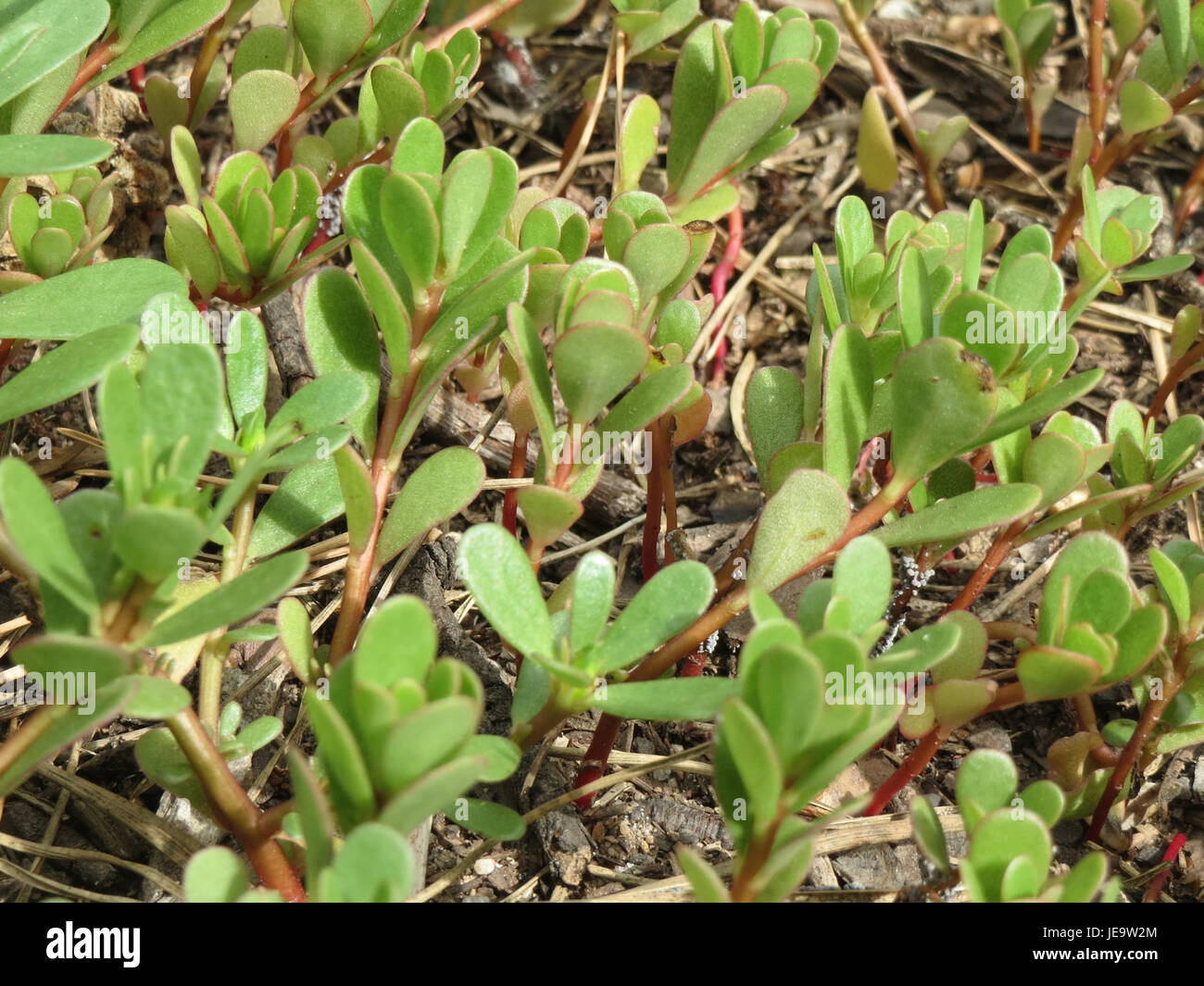 Portulaca oleracea, communément appelé purslane, est une plante robuste et résistante à la sécheresse avec des feuilles succulentes et de petites fleurs colorées. Cette plante est souvent utilisée dans les salades, et ses propriétés médicinales sont reconnues dans diverses cultures. Banque D'Images