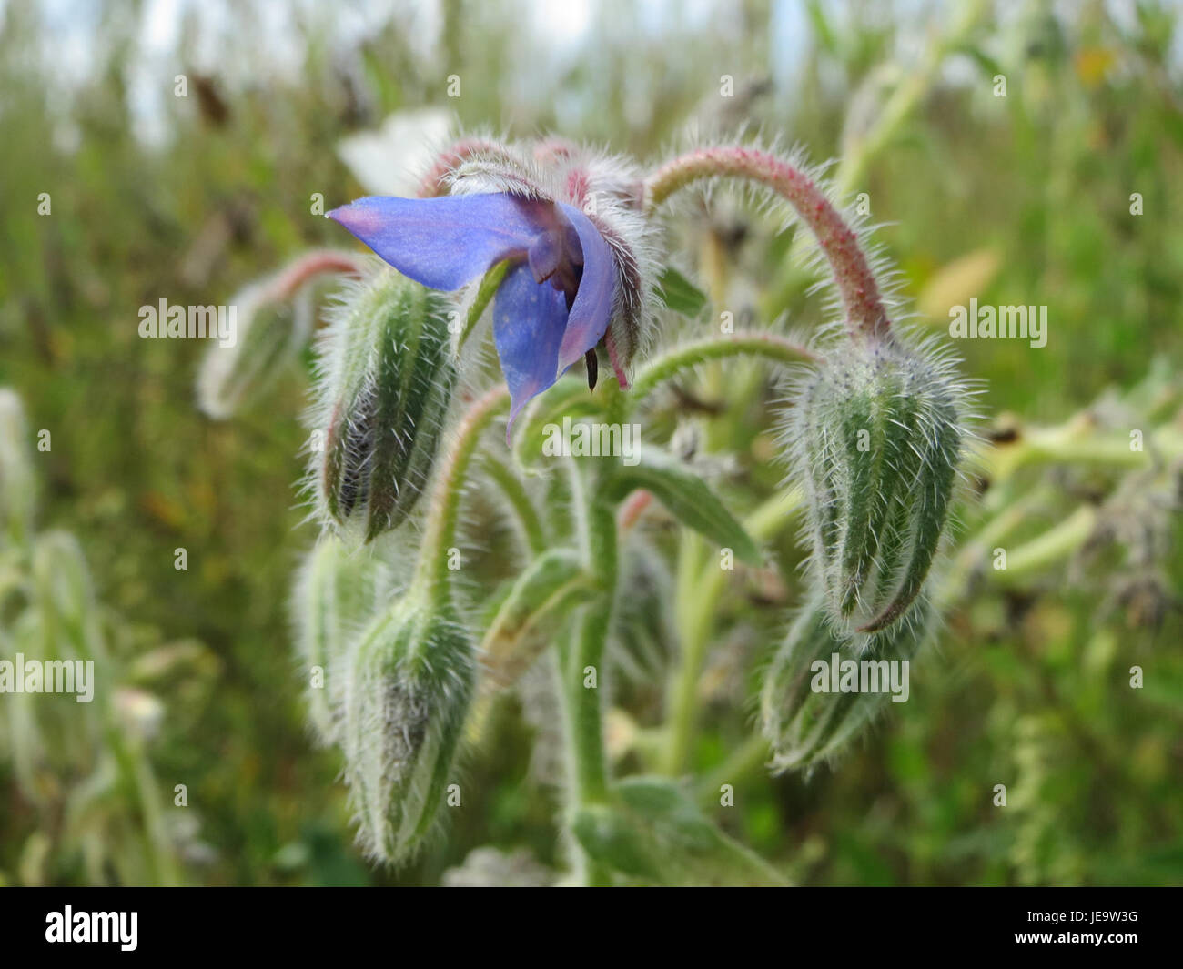 Borago officinalis, communément appelé bourrache, est une herbe originaire d'Europe. Il est souvent utilisé dans des applications culinaires pour sa saveur semblable à celle du concombre et est également utilisé en médecine traditionnelle pour ses bienfaits pour la santé. La plante a des fleurs bleues frappantes et est connue pour attirer les pollinisateurs tels que les abeilles. Banque D'Images
