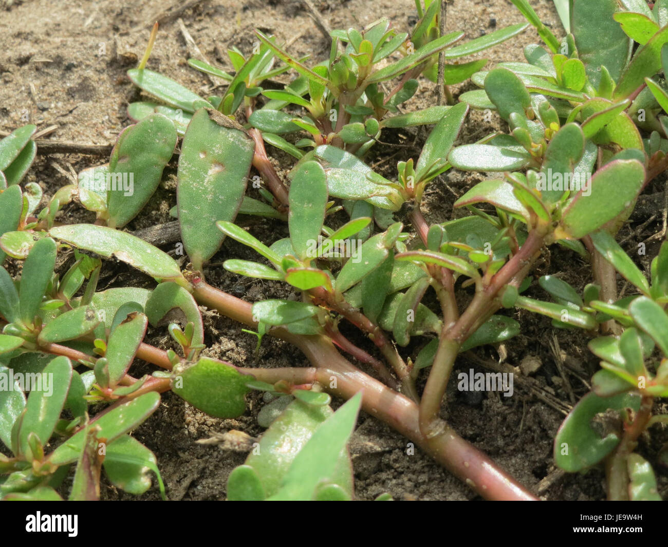 Portulaca oleracea, communément appelé purslane, est une plante succulente trouvée dans le monde entier. Il a des feuilles comestibles et est utilisé dans divers plats culinaires. Le purslane est également connu pour ses propriétés médicinales, y compris être une source d'acides gras oméga-3 et d'antioxydants. Banque D'Images