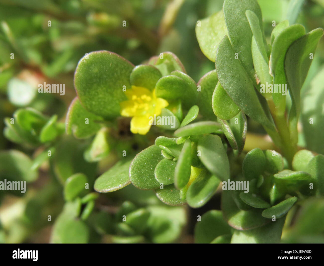 Portulaca oleracea, communément appelé purslane, est une espèce végétale robuste et comestible aux feuilles succulentes, souvent trouvée dans les jardins et comme plante sauvage dans les régions tempérées. Banque D'Images