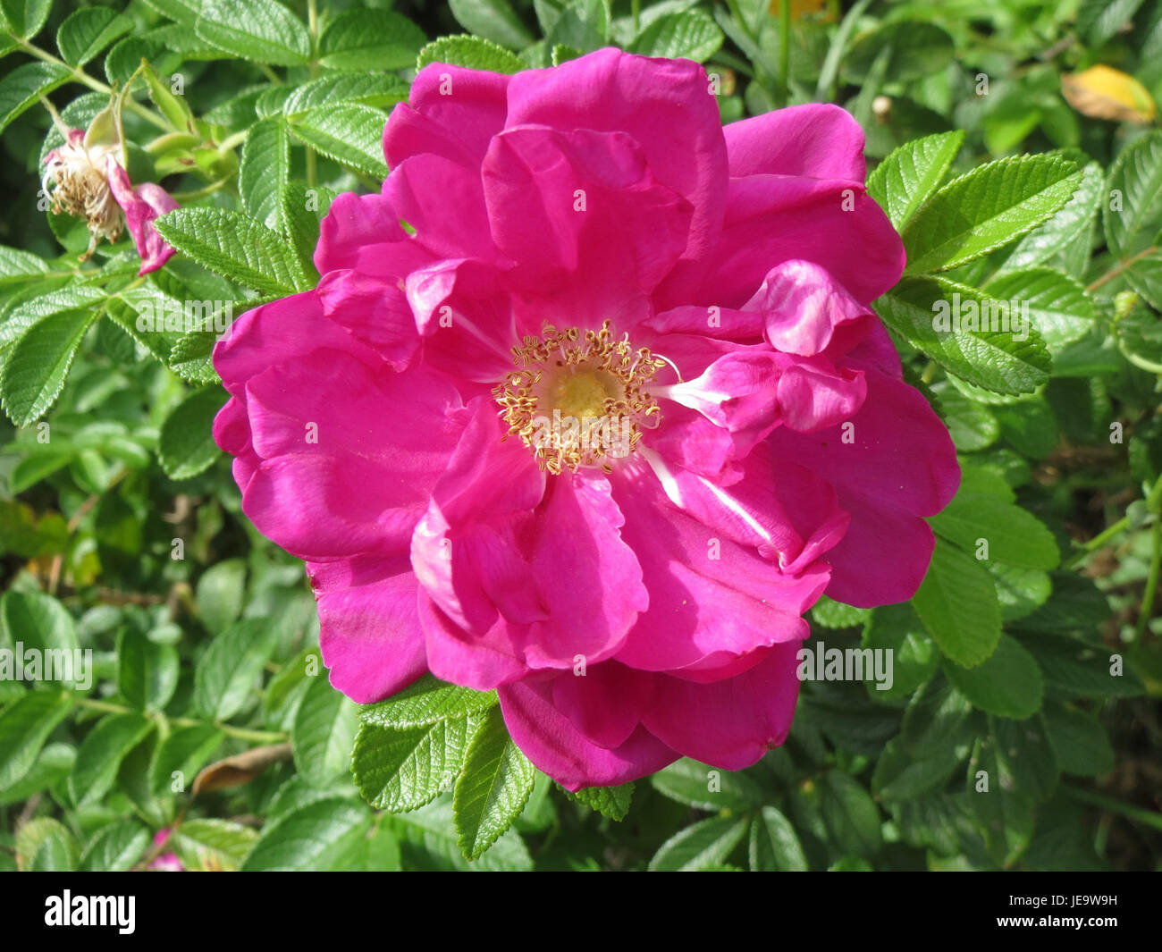 Rosa rugosa, communément appelé rose rugosa, est un arbuste robuste connu pour ses fleurs parfumées, roses à blanches et son feuillage attrayant. Originaire d'Asie de l'est, il est largement cultivé à des fins ornementales dans les jardins et les paysages du monde entier. Banque D'Images