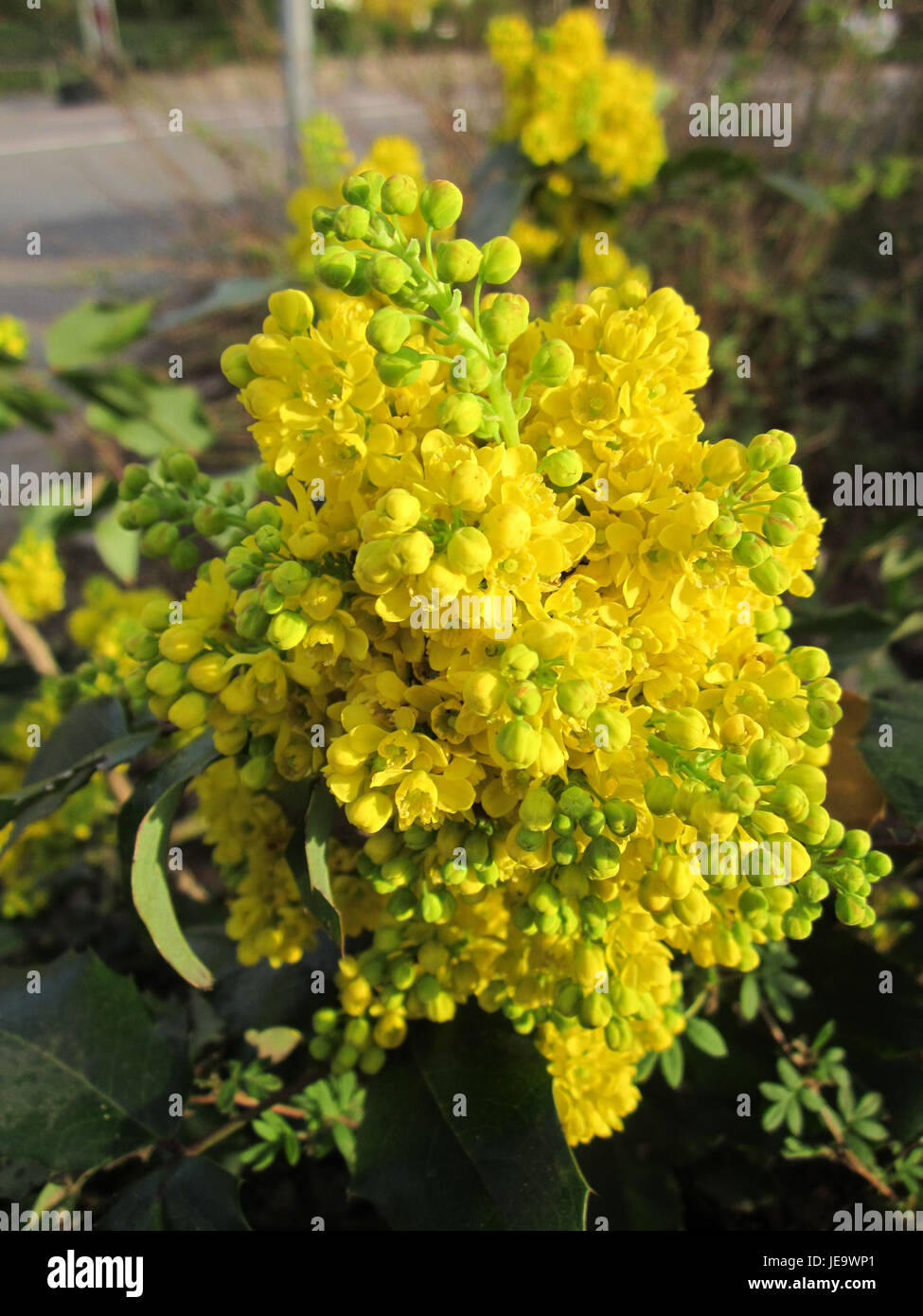 Cette image montre Mahonie (Mahonia), une espèce végétale trouvée à Merzig, en Allemagne. Connue pour ses feuilles persistantes et ses fleurs jaunes, Mahonie est souvent utilisée dans l'aménagement paysager et le jardinage. Banque D'Images
