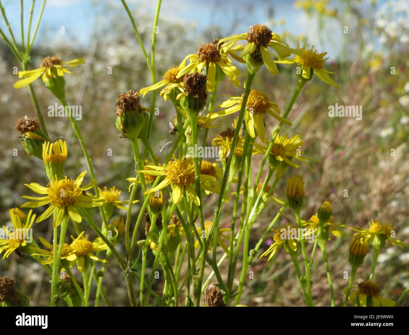 Jacobaea vulgaris, également connu sous le nom d'armoise commune, est une espèce végétale communément trouvée en Europe. Il est connu pour ses fleurs jaunes et sa toxicité potentielle pour les animaux. Banque D'Images
