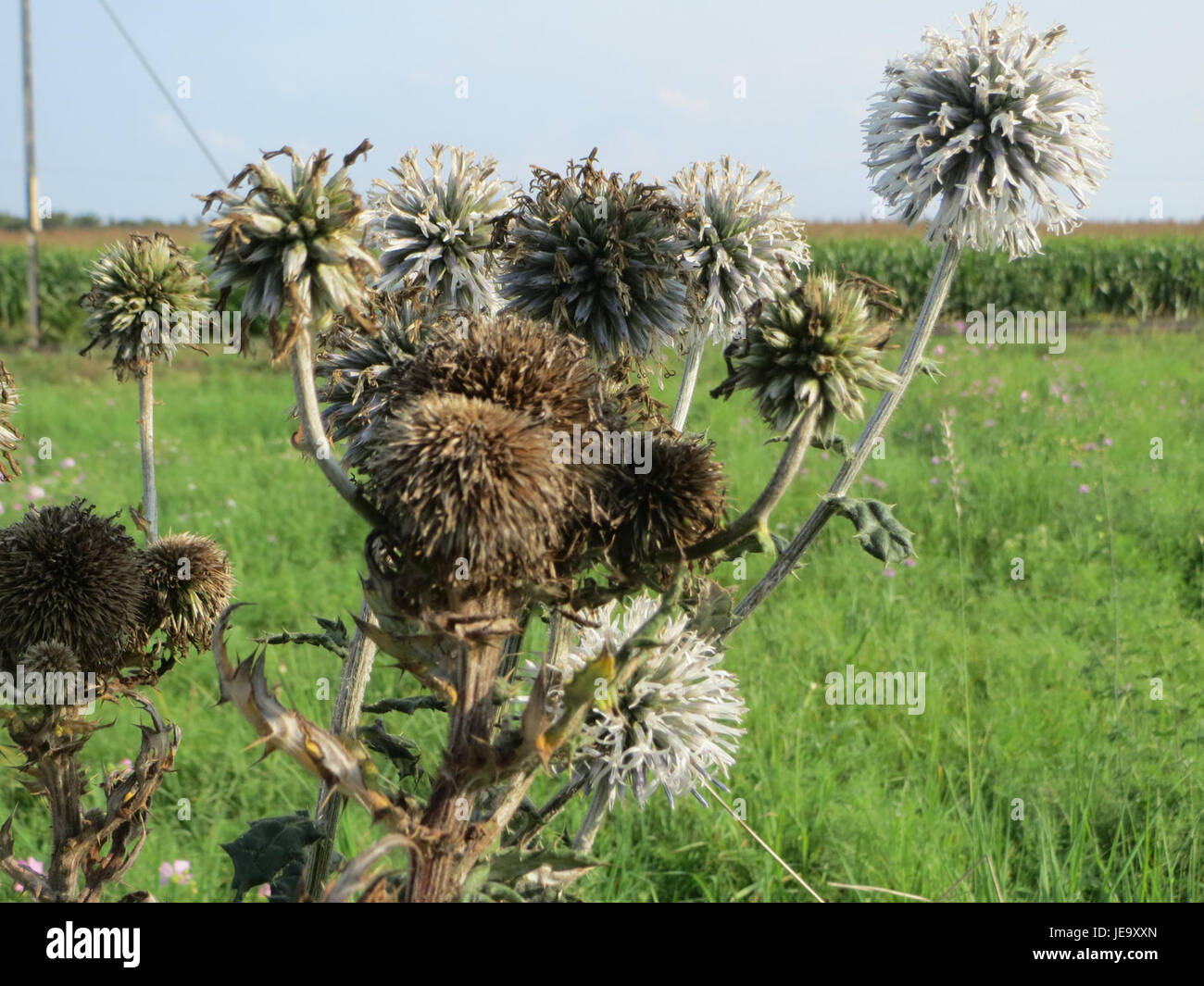 Echinops sphaerocephalus, communément appelé chardon du globe, est une espèce végétale originaire d'Europe de l'est et d'Asie centrale. Il est connu pour ses fleurs rondes bleues-violettes saisissantes et son apparence épaisse. Banque D'Images
