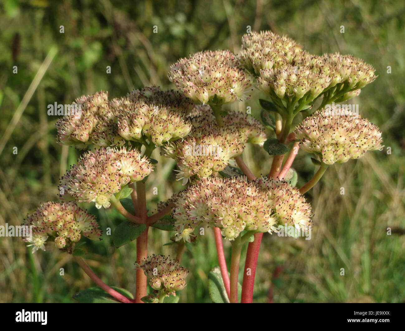 Hylotelephium telephium, communément appelé joie d'automne ou sedum, est une plante vivace robuste qui prospère dans un sol ensoleillé et bien drainé. Il est largement cultivé pour sa valeur ornementale dans les jardins et les paysages. Banque D'Images