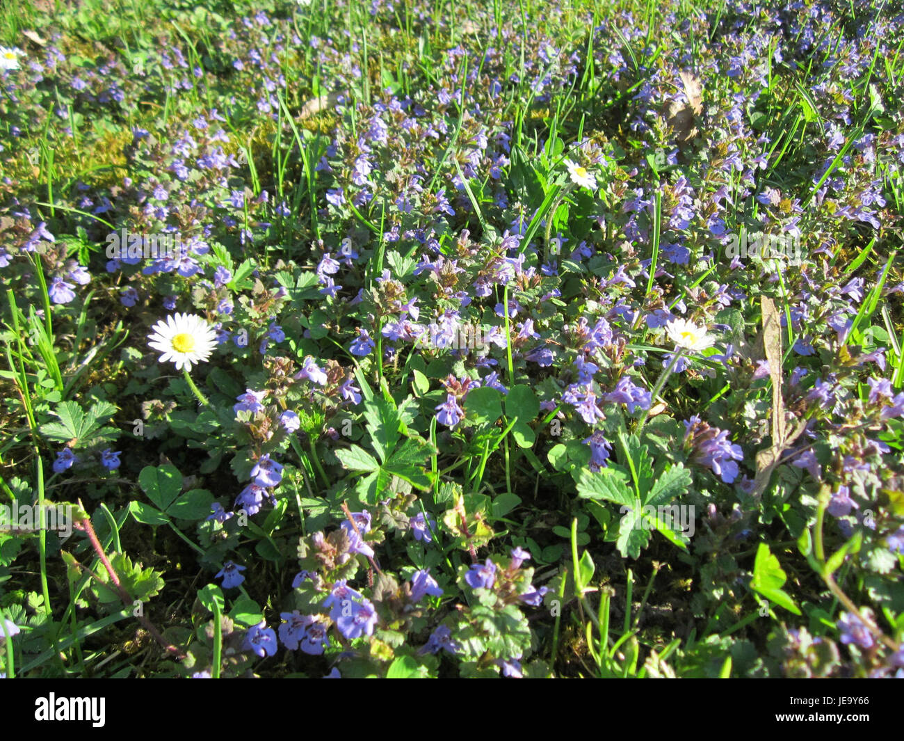 La photographie capture un événement à Gundermann Hockenheim, un lieu en Allemagne connu pour son association avec le sport automobile et la culture automobile. Hockenheim est réputée pour son patrimoine en matière de courses et de sports mécaniques. Banque D'Images
