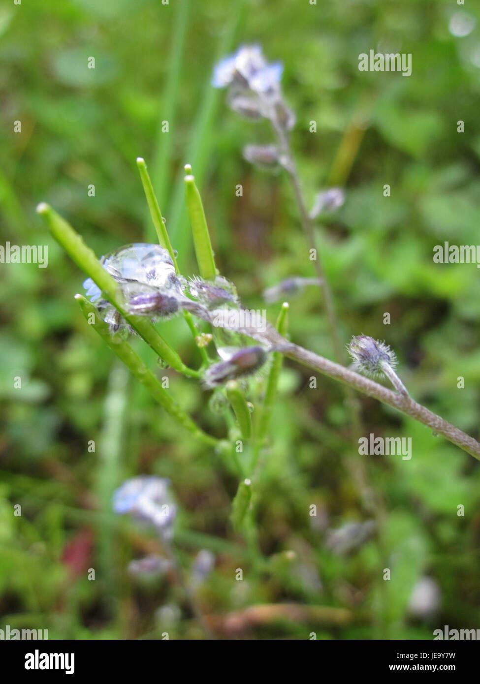 'Myosotis stricta' fait référence à l'espèce végétale communément connue sous le nom de bleu Forget-me-not. Cette fleur est originaire d'Europe et est reconnue pour ses fleurs bleu vif et son aspect délicat. Banque D'Images