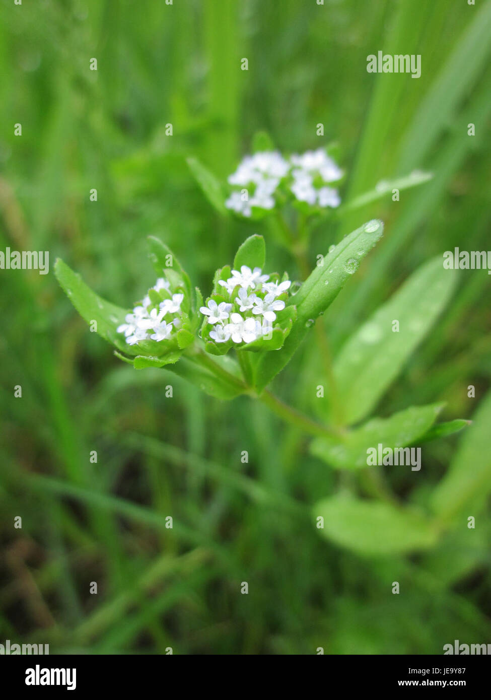 Gartenschaupark Hockenheim est un parc public situé à Hockenheim, en Allemagne, offrant des espaces de loisirs, des expositions botaniques et des événements culturels pour les visiteurs. Banque D'Images
