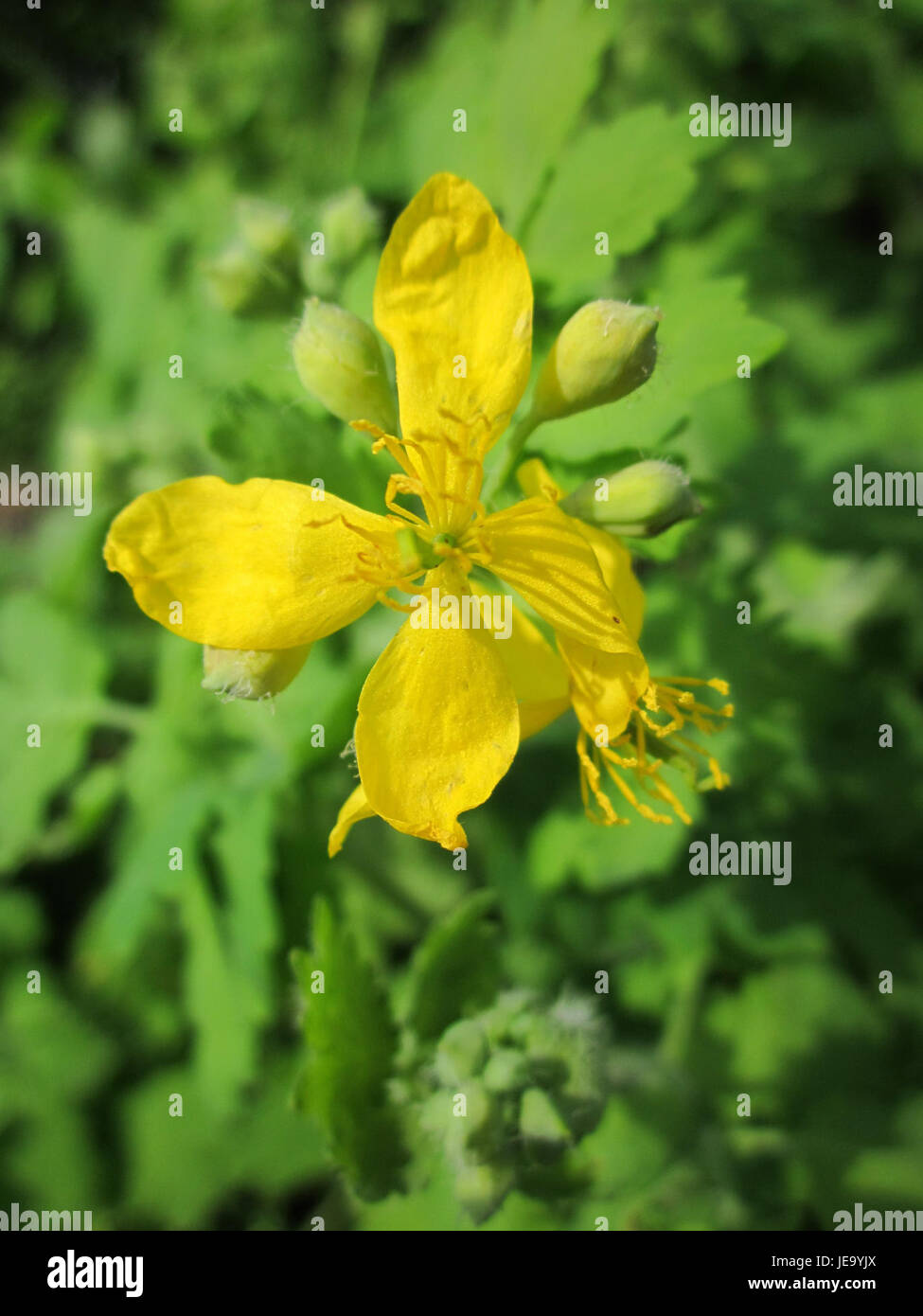 L'image montre Schoellkraut de Horst Stuecker, capturant une représentation vivante et dynamique de la nature. L'œuvre présente des tons verts vifs de la plante et du feuillage environnant, mettant l'accent sur la représentation botanique détaillée de l'espèce. Banque D'Images