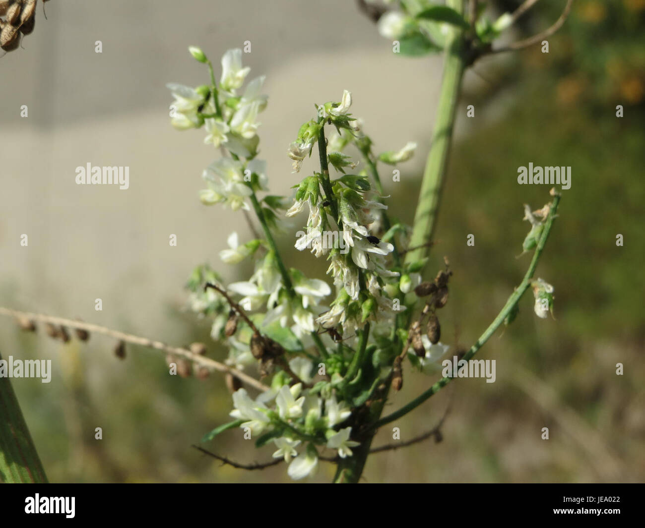 Cette image montre Melilotus albus, également connu sous le nom de trèfle doux blanc, photographié le 19 septembre 2014. La plante est reconnue pour ses usages médicinaux et écologiques. Banque D'Images