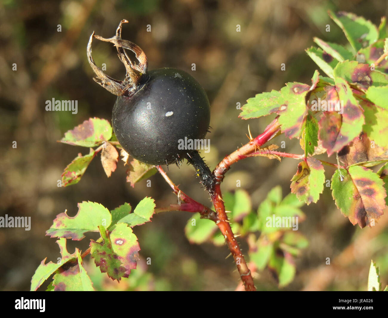 Une image de Rosa spinosissima, également connue sous le nom de Burnet Rose, prise le 19 septembre 2014. Cette espèce est connue pour ses tiges épineuses et ses petites fleurs blanches. Banque D'Images