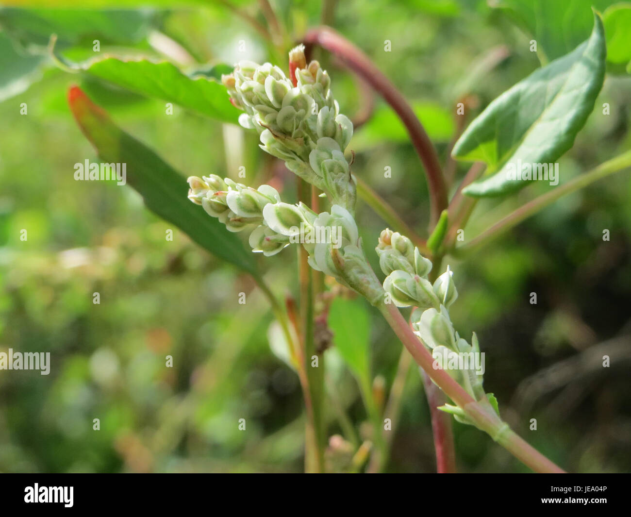 Une représentation botanique de Fallopia baldschuanica, communément connue sous le nom de vigne russe. La plante se caractérise par sa nature à croissance rapide, avec un feuillage vert dense et de petites fleurs blanches. Il est souvent utilisé comme plante grimpante décorative. Banque D'Images
