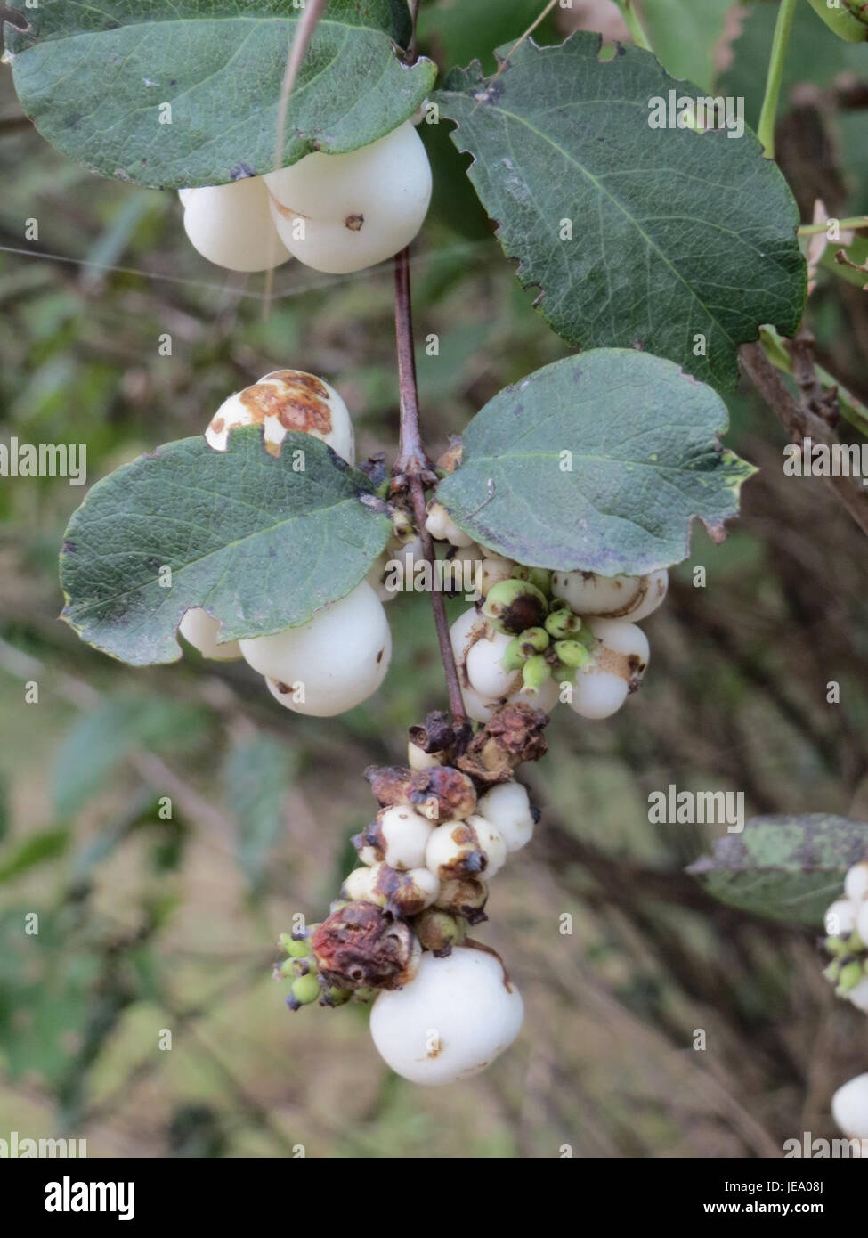 L'image montre Symphoricarpos albus, communément appelé Snowberry, un arbuste originaire d'Amérique du Nord. La plante produit de petites baies blanches et est connue pour sa valeur ornementale dans les jardins et les paysages. Banque D'Images