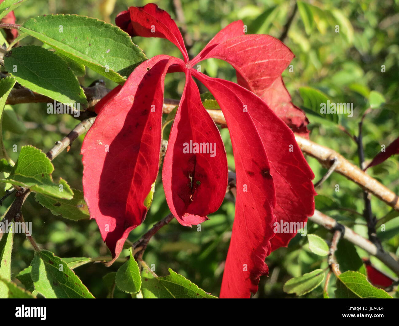 Parthenocissus quinquefolia, communément appelé crampon de Virginie, est une plante grimpante à croissance rapide originaire d'Amérique du Nord. Il est connu pour son feuillage rouge vif en automne et sa capacité à prospérer dans une variété de conditions de croissance. Banque D'Images