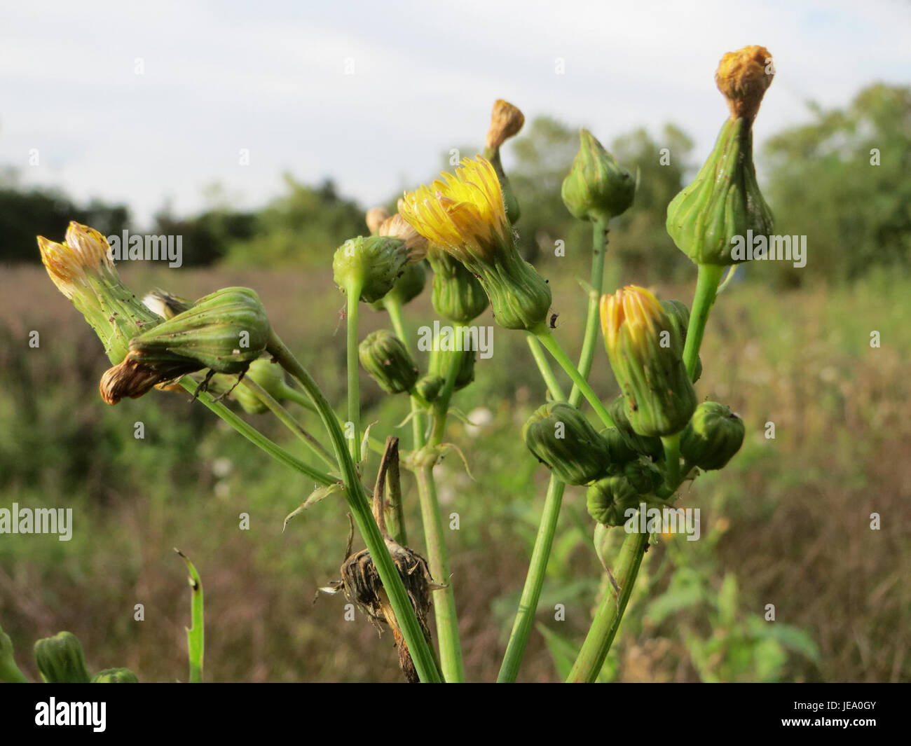 Cette photographie présente Sonchus Asper, communément appelé le sowthistle épineux, capturé le 24 septembre 2014. La plante est connue pour ses feuilles dentelées, ses fleurs jaune vif et son adaptabilité aux environnements urbains. Banque D'Images