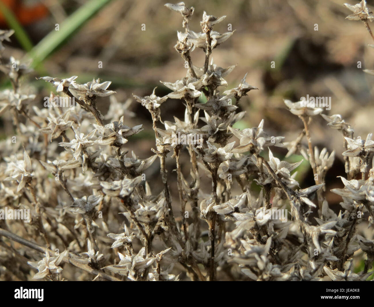 Photographie prise le 25 septembre 2014, montrant Sedum acre, communément appelé roche de pierre de mousse d'or, une plante vivace à croissance faible avec des fleurs jaune vif. Banque D'Images