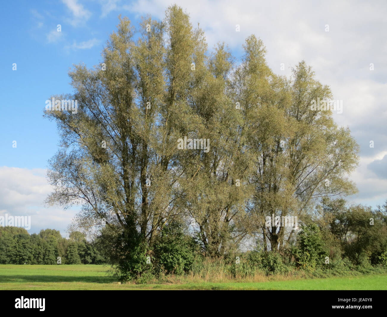Une photographie du 27 septembre 2014, montrant la Salix alba, communément appelée saule blanc, une espèce d'arbre originaire d'Europe et de certaines régions d'Asie. Banque D'Images