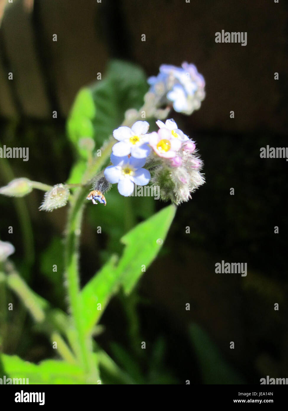 Une photographie prise le 25 mai 2013 à Saarbrücken, montrant une scène mettant en scène des oubliettes (Vergissmeinnicht). L'image capture la beauté délicate de ces fleurs et leur association symbolique avec le souvenir. Banque D'Images