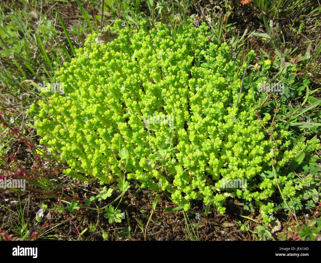 Mauerpfeffer, ou poivron mural, est une espèce végétale trouvée à Reilingen, en Allemagne. Il est connu pour sa croissance en milieu urbain et sa résilience aux conditions difficiles. Banque D'Images
