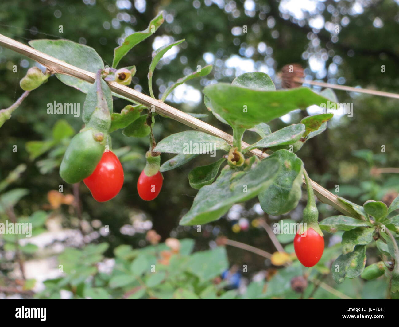Lycium barbarum, communément appelé baie de goji, est une espèce de plante originaire d'Asie. Il est souvent cultivé pour ses fruits, qui sont considérés comme un superaliment en raison de ses niveaux élevés d'antioxydants, de vitamines et de minéraux. Banque D'Images