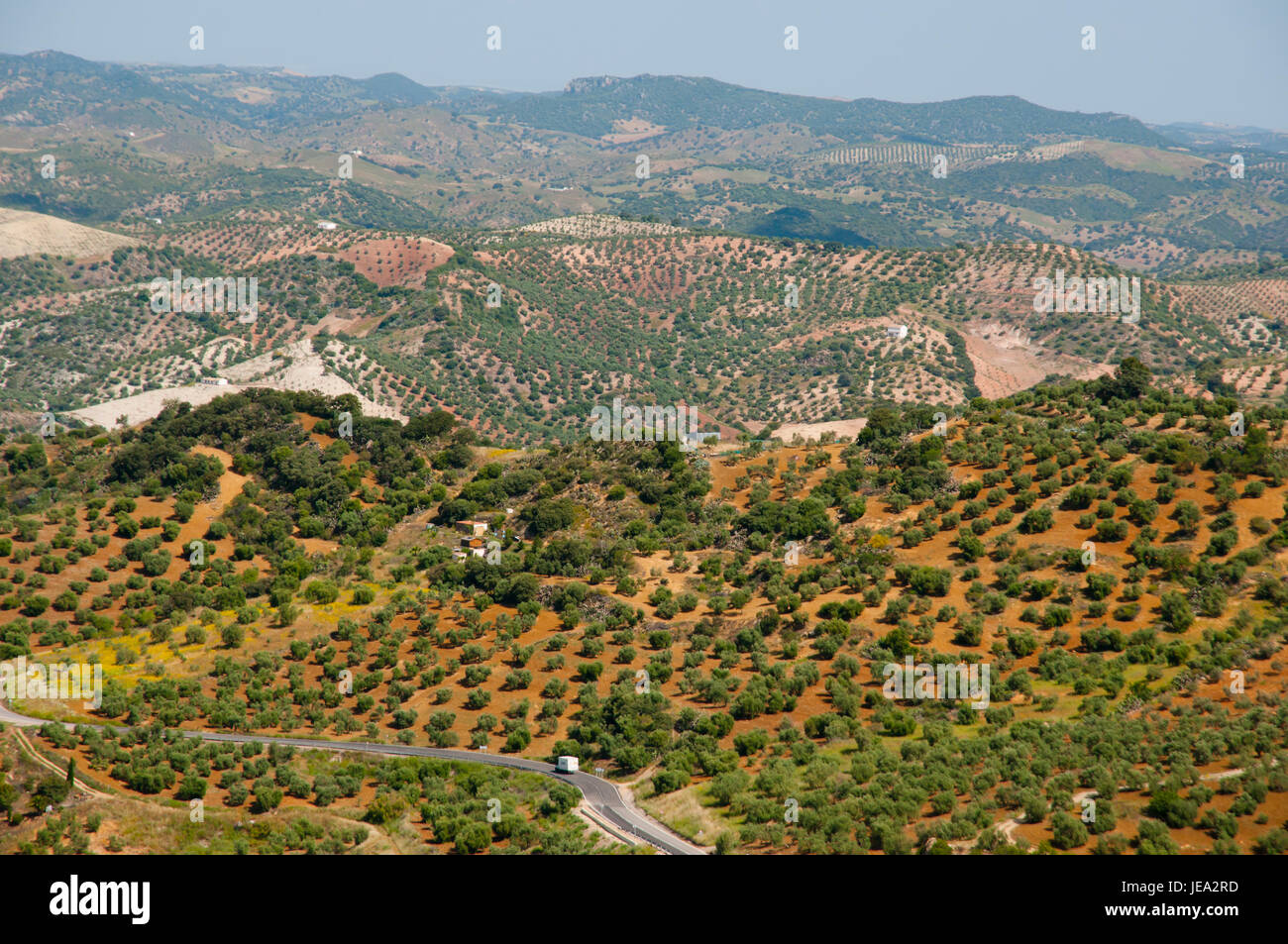 Les oliviers - Malaga - Espagne Banque D'Images