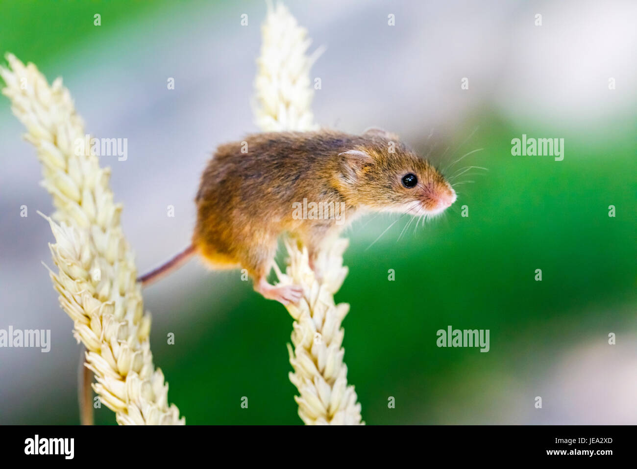 La faune : souris eurasien (Micromys minutus), grimpant sur un épi de blé, British Wildlife Centre, Newchapel, Lingfield, Surrey, UK Banque D'Images