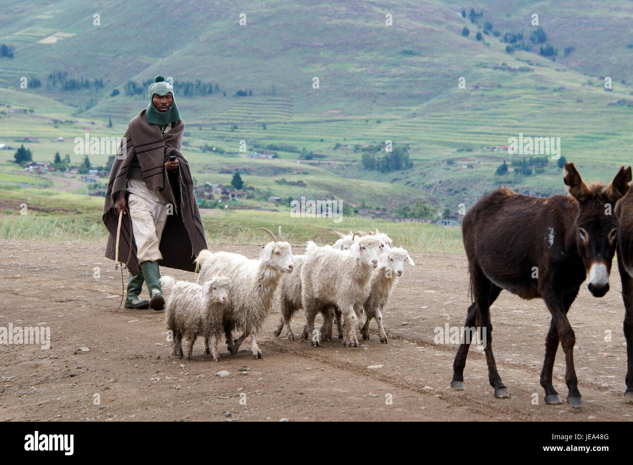 Berger avec moutons et chèvres âne District Lesotho Thaba-Tseka Afrique Australe Banque D'Images