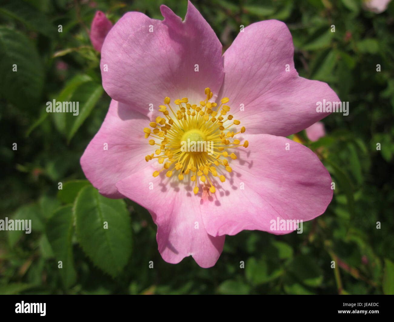 Wildrose Reilingen est une variété de rose sauvage trouvée à Reilingen, en Allemagne, connue pour ses fleurs roses et sa croissance robuste dans les environnements locaux. Banque D'Images