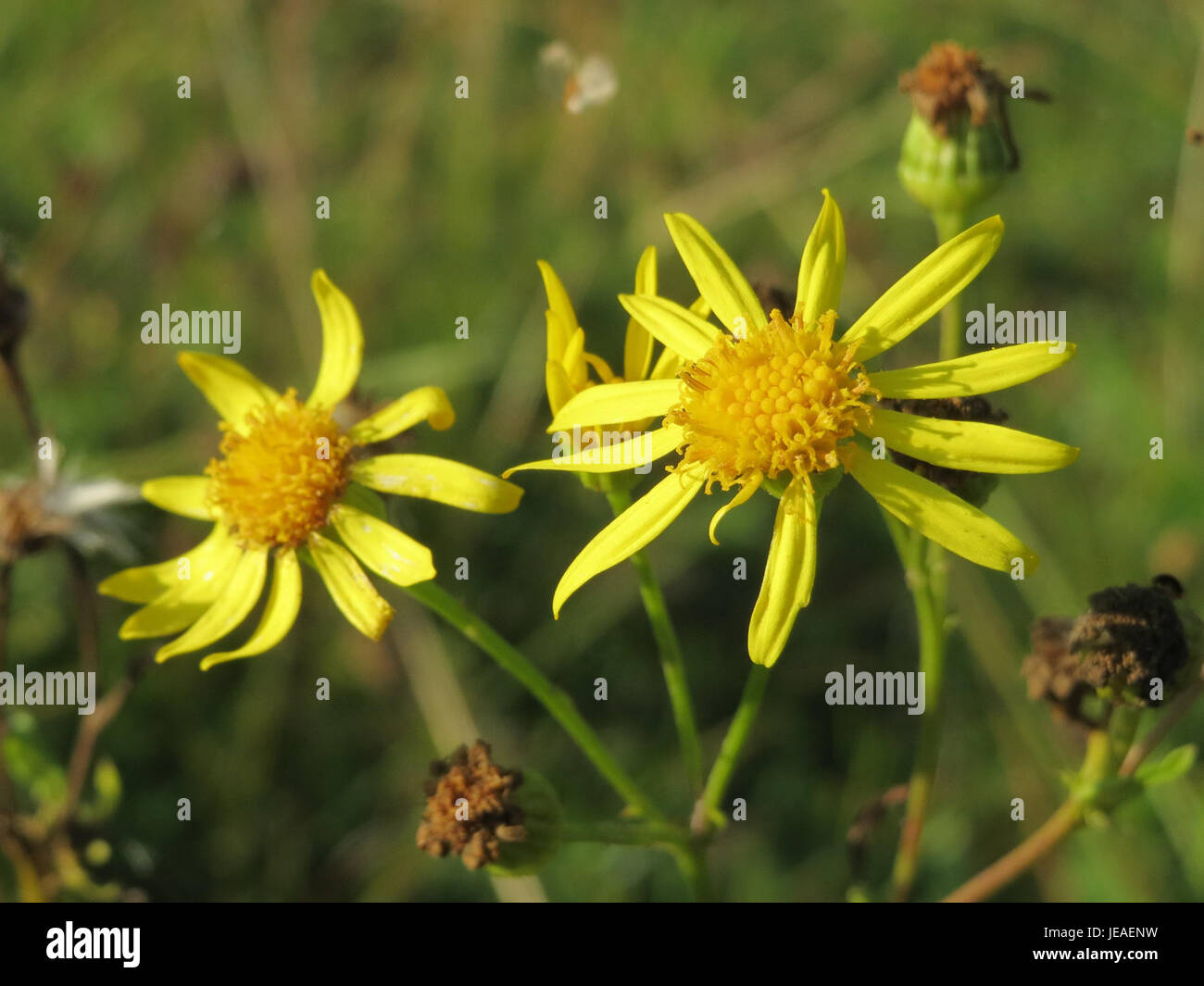 L'image montre Jacobaea vulgaris, communément appelée armoise commune, mettant en évidence ses fleurs jaunes et son rôle écologique dans son habitat naturel. Banque D'Images