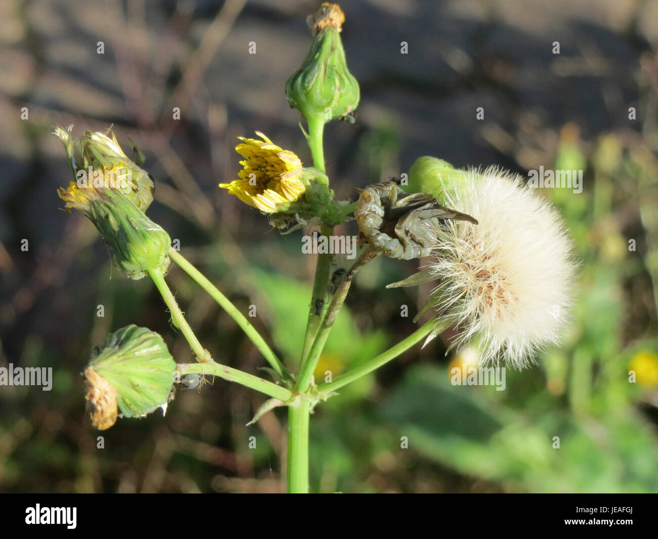 Cette image montre *Sonchus Asper*, une espèce de plante connue pour ses feuilles épaisses et ses propriétés médicinales. Il est couramment trouvé dans les régions méditerranéennes et est souvent utilisé en médecine traditionnelle. Banque D'Images