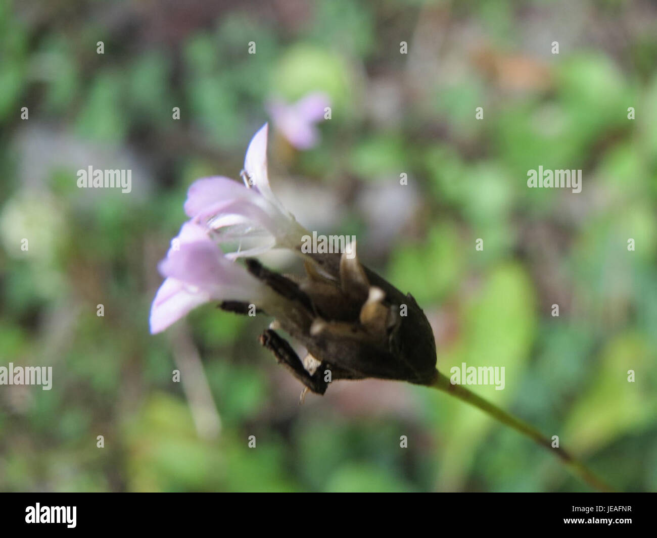 Petrorhagia prolifera est une espèce de plante à fleurs que l'on trouve couramment dans les environnements rocheux ou secs. Cette espèce est connue pour ses petites fleurs en forme d'étoile et son adaptabilité aux conditions de croissance difficiles. Banque D'Images