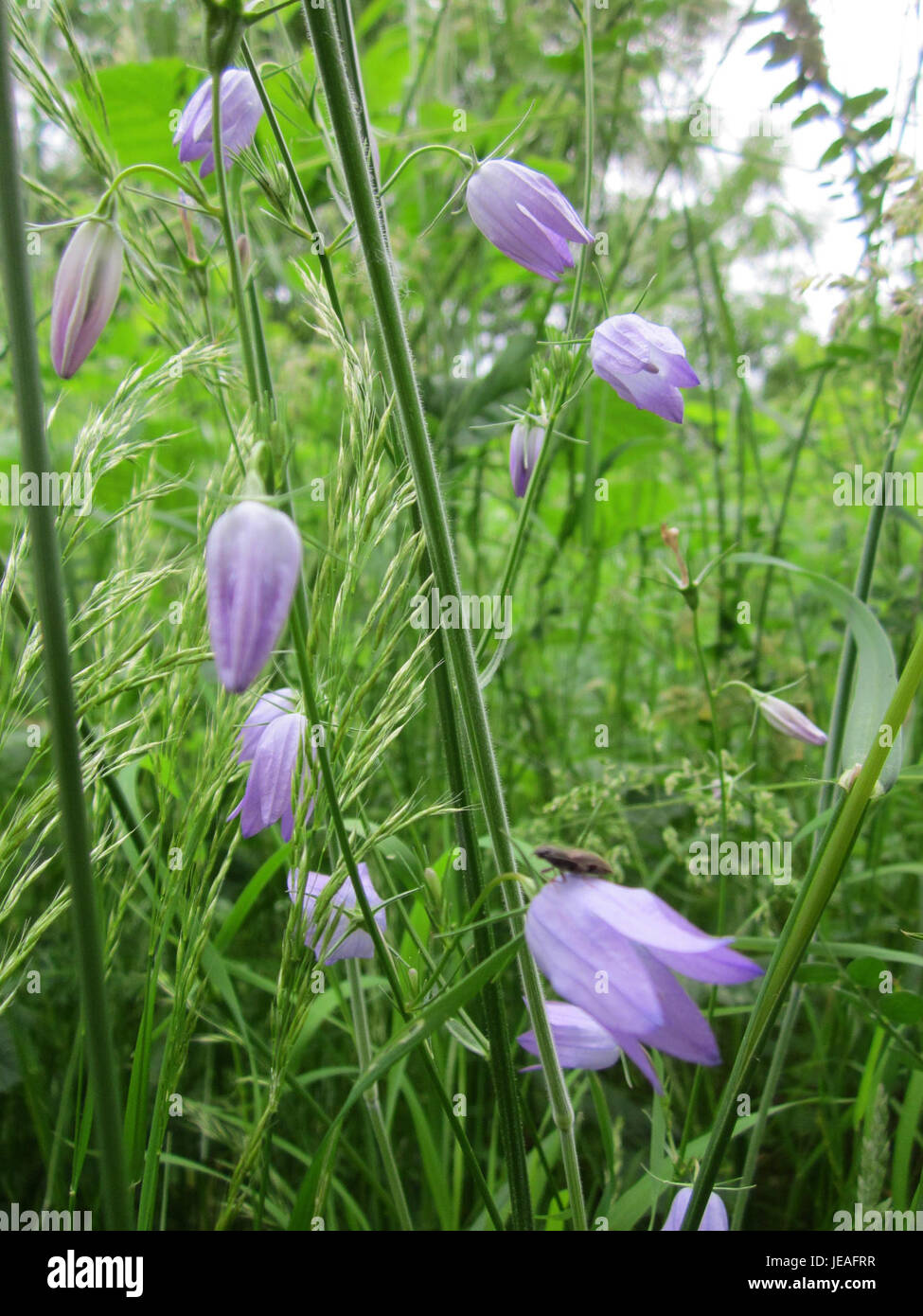 Glockenblume, ou chellflower, est une espèce de fleurs que l'on trouve dans les prairies européennes, caractérisée par ses fleurs en forme de cloche. Il prospère dans les champs herbeux et est populaire dans les jardins de fleurs sauvages. Banque D'Images