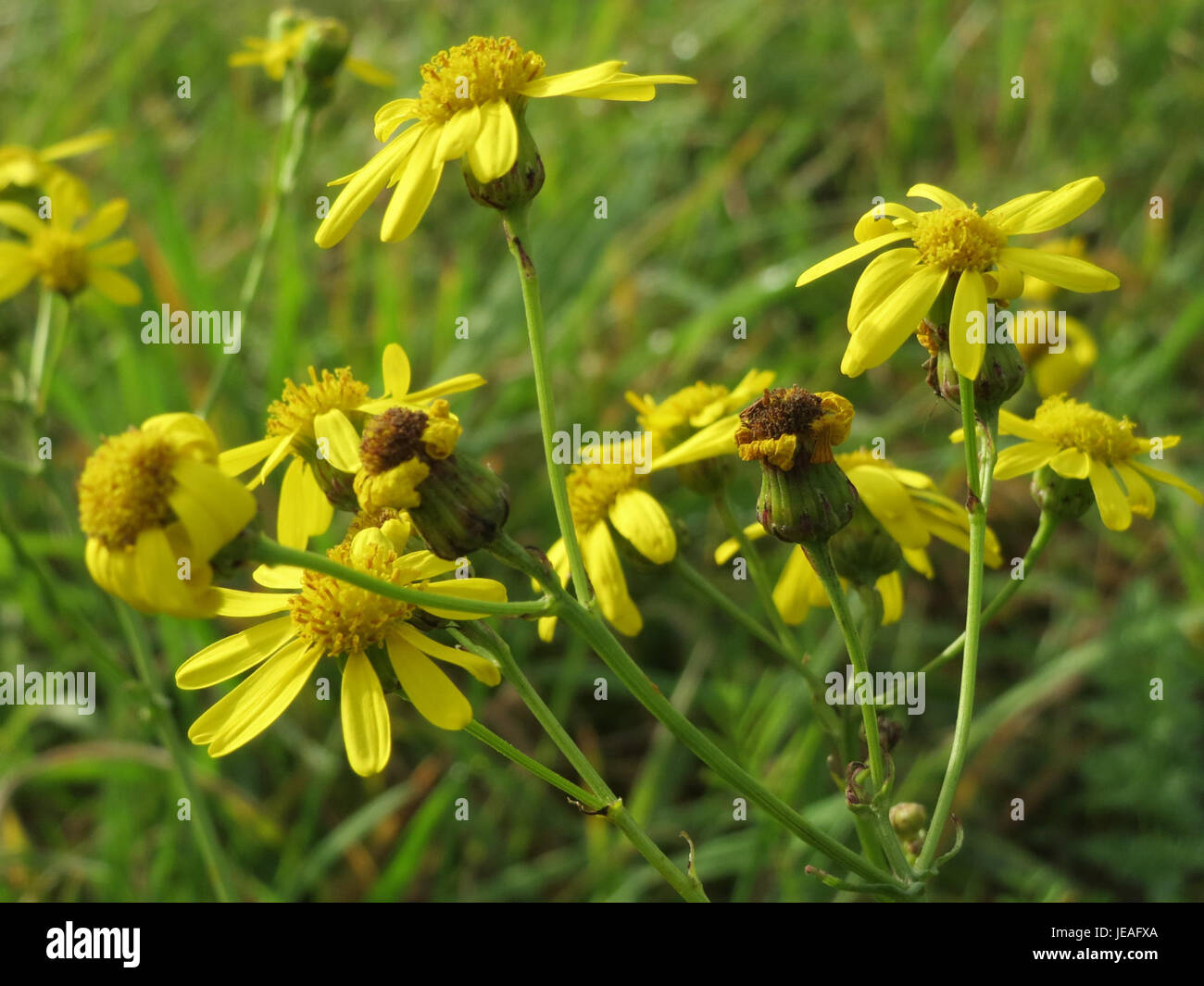 Jacobaea vulgaris, communément appelé amuse commune, est une plante à fleurs de la famille des Asteraceae. Il est connu pour ses fleurs jaune vif et ses propriétés toxiques. Présent dans les champs et les bords de route, il est considéré comme une espèce envahissante dans de nombreuses régions. Banque D'Images