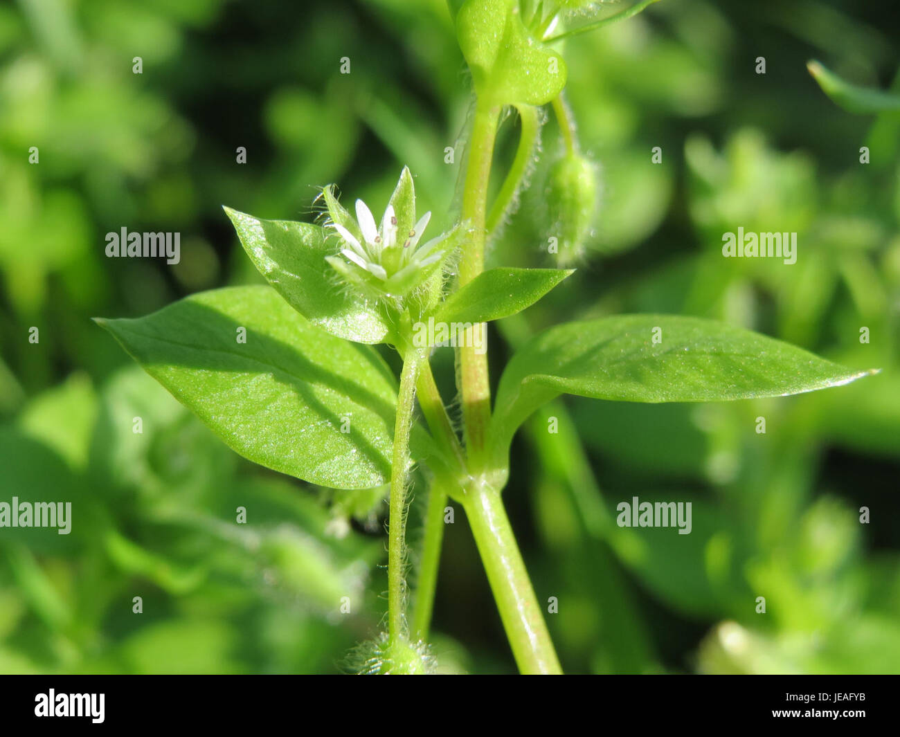 Une photographie de Stellaria media, également connue sous le nom d'aspersion commune, prise le 14 octobre 2014, montrant ses petites fleurs blanches et ses tiges vertes feuillues. Banque D'Images