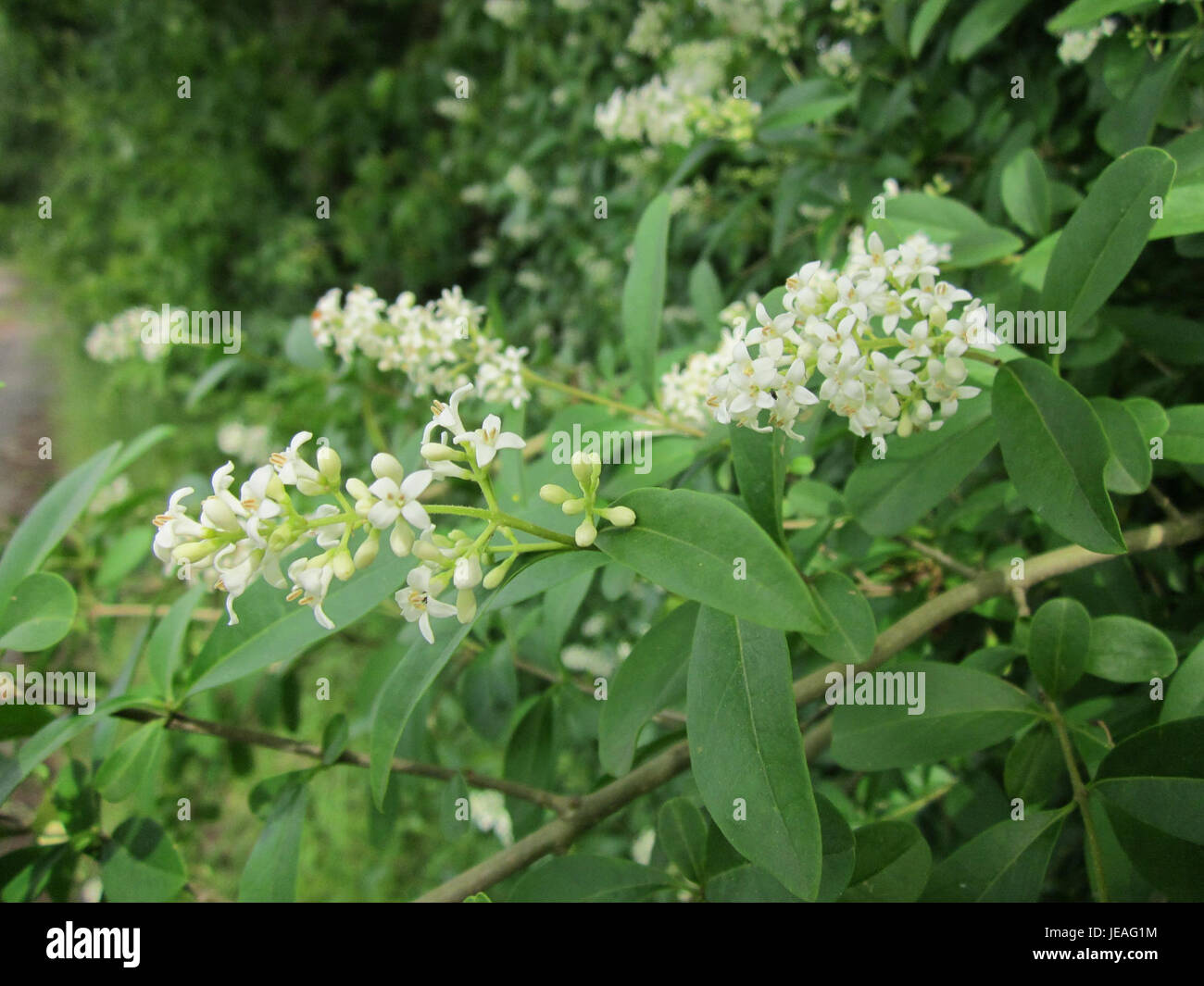 La plante Liguster (Privet) à Hockenheim, photographiée le 15 juin 2013, est un arbuste à feuilles persistantes couramment utilisé dans les haies et les aménagements paysagers en raison de son feuillage dense et de sa résilience sous divers climats. Banque D'Images