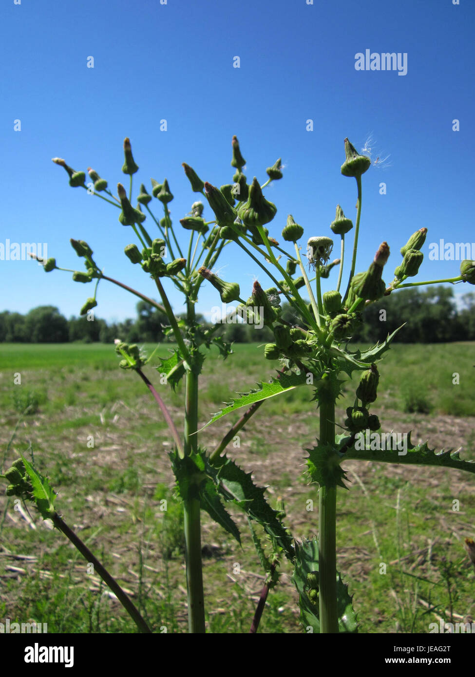 Cette photographie montre une plante de Gänsedistel (chardon d'oie) en fleurs, prise par Horst Stuecker le 16 juin 2013. L'image capture les couleurs vibrantes et la structure unique de la plante, soulignant sa beauté naturelle dans la nature. Banque D'Images